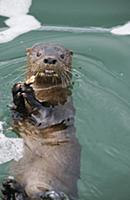 Marine Otter (Lontra felina) feeding, Chiloe Islan