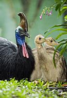 Southern Cassowary (Casuarius casuarius) male with