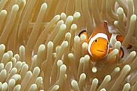 Clown Anemonefish (Amphiprion ocellaris) in sea an