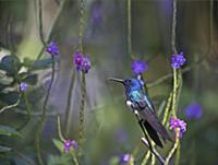White-necked Jacobin (Florisuga mellivora) male, C