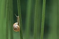 Brown Garden Snail (Helix aspersa) climbing plant 