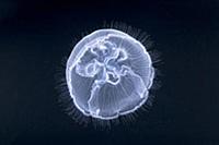 Moon Jelly (Aurelia aurita) twelve centimeters, He