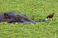 African Jacana (Actophilornis africana) foraging n