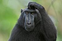 Celebes Black Macaque (Macaca nigra) scratching he