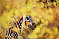 Burchell's Zebra (Equus burchellii) behind Mopane 