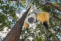 Diademed Sifaka (Propithecus diadema) hanging in t