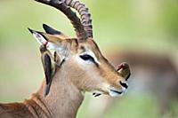 Impala (Aepyceros melampus) male with Red-billed O