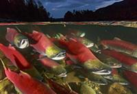Sockeye Salmon (Oncorhynchus nerka) group migratin