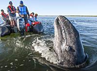 Gray Whale (Eschrichtius robustus) curious calf sp