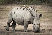 Red-billed Oxpecker (Buphagus erythrorhynchus) gro