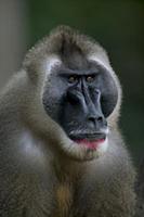 Drill (Mandrillus leucophaeus) adult male, Pandril