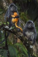 Silvered Leaf Monkey (Trachypithecus cristatus) fe