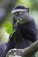 Blue Monkey (Cercopithecus mitis) eating leaf, Kic