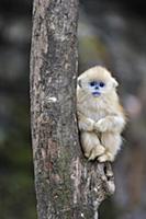 Golden Snub-nosed Monkey (Rhinopithecus roxellana)