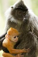 Silvered Leaf Monkey (Trachypithecus cristatus) mo