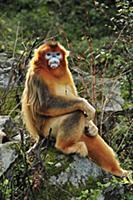 Golden Snub-nosed Monkey (Rhinopithecus roxellana)