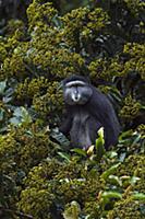 Blue Monkey (Cercopithecus mitis) male, named Bagi