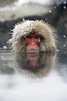 Japanese Macaque (Macaca fuscata)soaking in hot sp