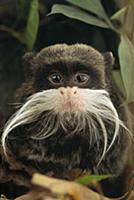 Emperor Tamarin (Saguinus imperator) portrait, Ama