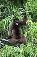 Humboldt's or Common Woolly Monkey (Lagothrix lago