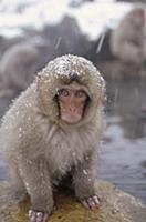 Japanese Macaque (Macaca fuscata) in hot springs, 