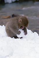 Japanese Macaque (Macaca fuscata) baby playing wit