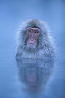 Japanese Macaque (Macaca fuscata) bathing in hot s