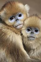Golden Snub-nosed Monkey (Rhinopithecus roxellana)