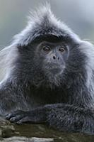 Silvered Leaf Monkey (Trachypithecus cristatus), B