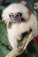 Cotton-top Tamarin (Saguinus oedipus) also known a