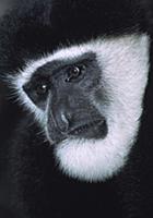 Mantled Colobus (Colobus guereza) adult portrait, 