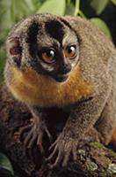 Northern Night Monkey (Aotus trivirgatus) portrait