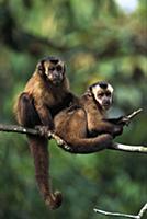 Brown Capuchin (Cebus apella) pair grooming in tre