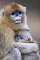 Golden Snub-nosed Monkey (Rhinopithecus roxellana)