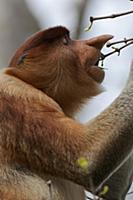 Proboscis Monkey (Nasalis larvatus) male feeding, 
