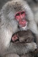 Japanese Macaque (Macaca fuscata) family, Nagano, 