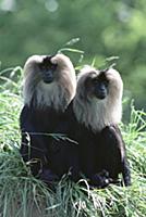 Lion-tailed Macaques (Macaca silenus) sitting toge