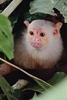 Silvery Marmoset (Callithrix argentata) portrait, 