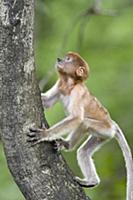 Proboscis Monkey (Nasalis larvatus) six to eight w