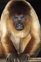 Bolivian Red Howler Monkey (Alouatta sara) portrai
