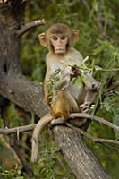 Rhesus Macaque (Macaca mulatta) infant portrait in