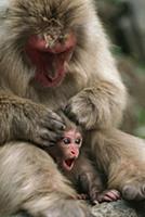 Japanese Macaque (Macaca fuscata) mother grooming 