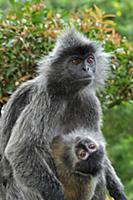 Silvered Leaf Monkey (Trachypithecus cristatus) mo