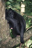 Celebes Black Macaque (Macaca nigra) male sleep in
