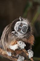 White-footed Tamarin (Saguinus leucopus) with quiz
