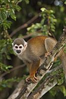 South American Squirrel Monkey (Saimiri sciureus) 