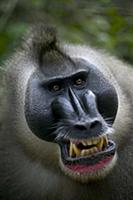 Drill (Mandrillus leucophaeus) adult male appeasem
