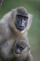 Drill (Mandrillus leucophaeus) adult female and yo