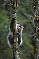 Yunnan Snub-nosed Monkey (Rhinopithecus bieti) in 