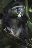Blue Monkey (Cercopithecus mitis) juvenile feeding